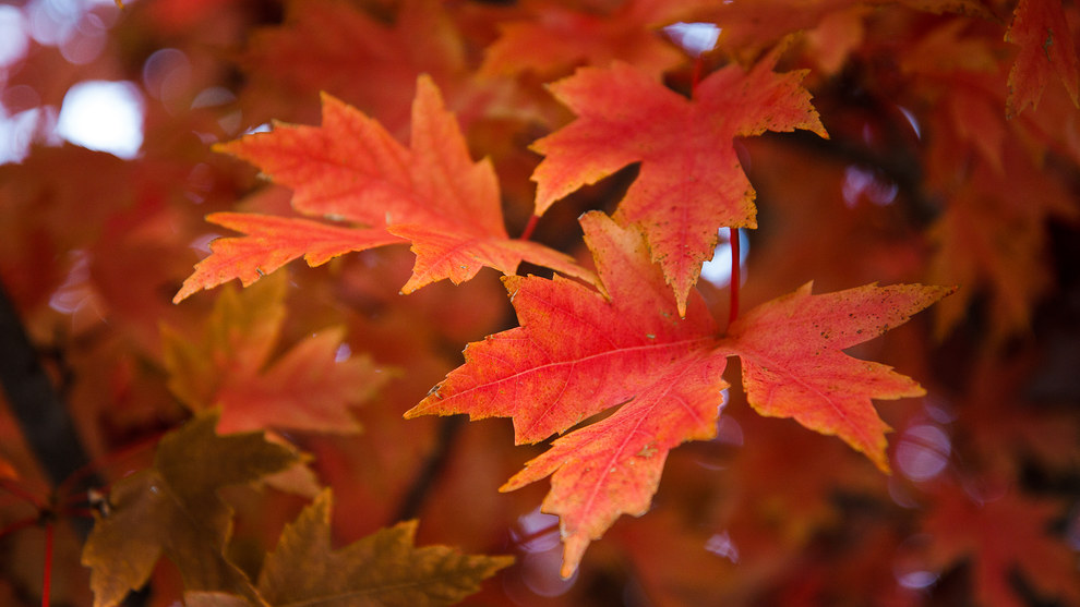 Arkansas Wallpapers - Autumn At The Governors Mansion Arkansas Wallpapers - Autumn At The Governors Mansion