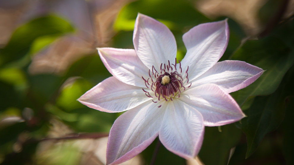 Arkansas Wallpapers - Dawn Clematis Arkansas Wallpapers - Dawn Clematis
