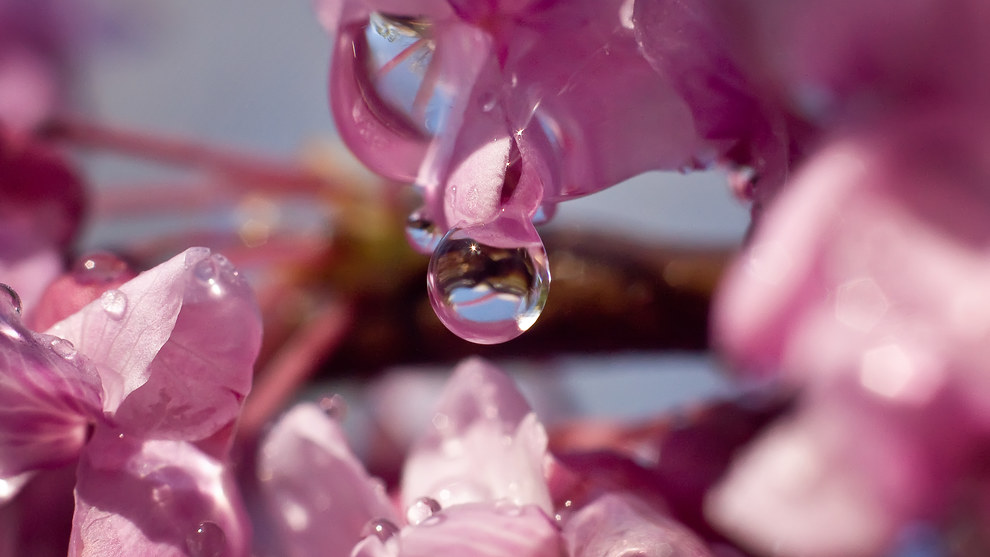 Arkansas Wallpapers - Dewy Redbud Arkansas Wallpapers - Dewy Redbud