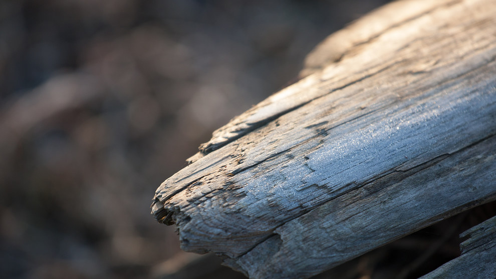 Arkansas Wallpapers - Frosty Log Arkansas Wallpapers - Frosty Log