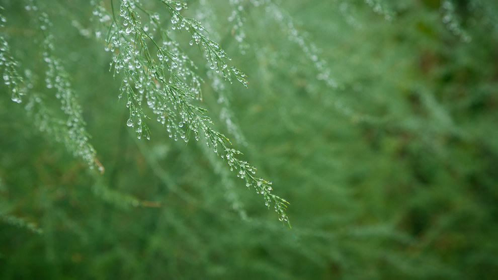 Arkansas Wallpapers - Heavy Dew Arkansas Wallpapers - Heavy Dew