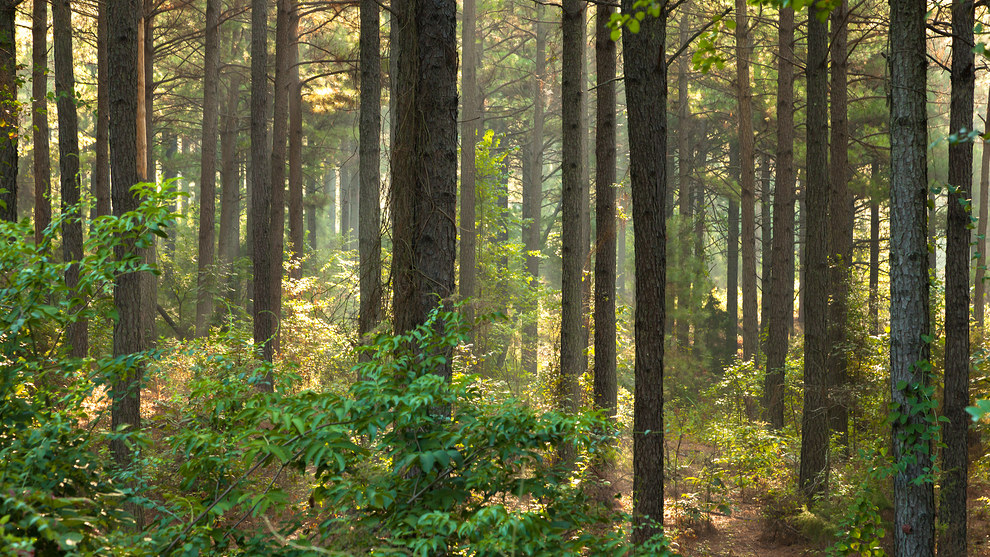 Arkansas Wallpapers - Ouachita Pine Forest Arkansas Wallpapers - Ouachita Pine Forest
